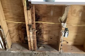 Black mold growing in the plywood of an interior wall of a home.