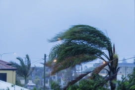 Palm tree blowing in the wind during a storm.