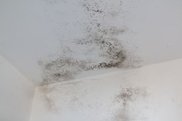 A close-up of mold spreading in a room.