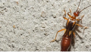 Wondering why you keep finding earwigs in your home? Learn where earwigs live and how to get rid of earwigs once and for all, with Rainbow Restoration.