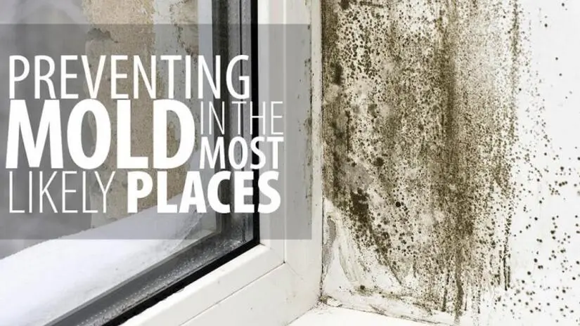 Preventing mold in likely places hero image.