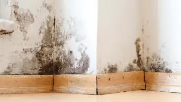 Mold growing on white walls near wooden baseboards