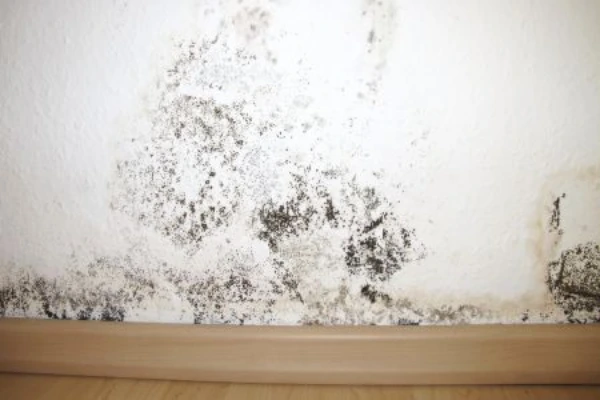 Close-up of a white interior wall with visible black mold growth near the baseboard. The mold appears to be spreading across the lower portion of the wall, indicating moisture damage or poor ventilation in the area. Light-colored flooring is also partially visible.
