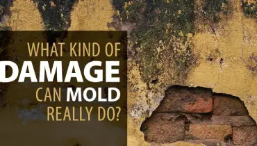 Mold Damage banner.