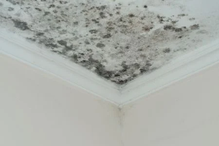 Visible black mold growth covers the upper corner of a white ceiling, spreading along the surface and crown molding.