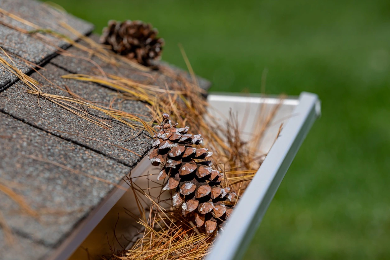Pine needles and pine cones clogging a gutter